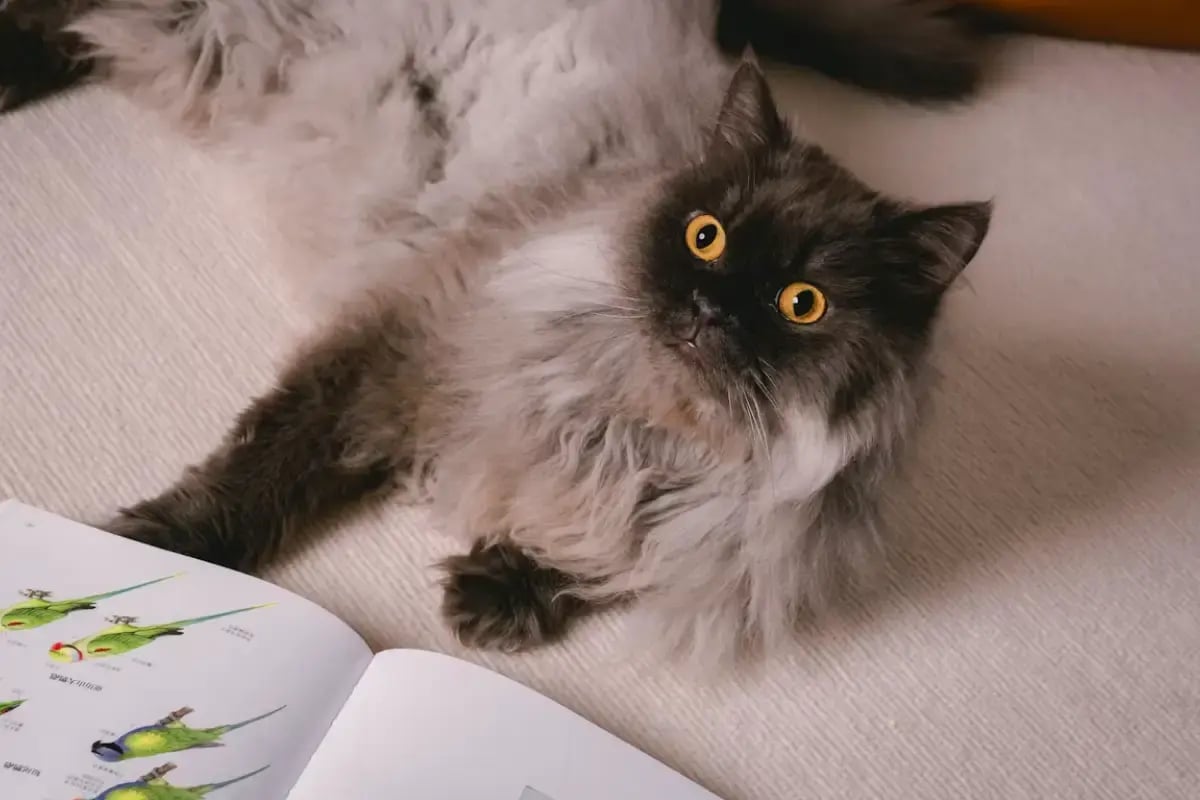 01-Cat-Non-Verbal-Communication-cat-eyes