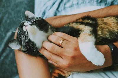 Your Ultimate Handbook on UAE Pet Sitting Services: Top Choices for Cat Owners in 2025