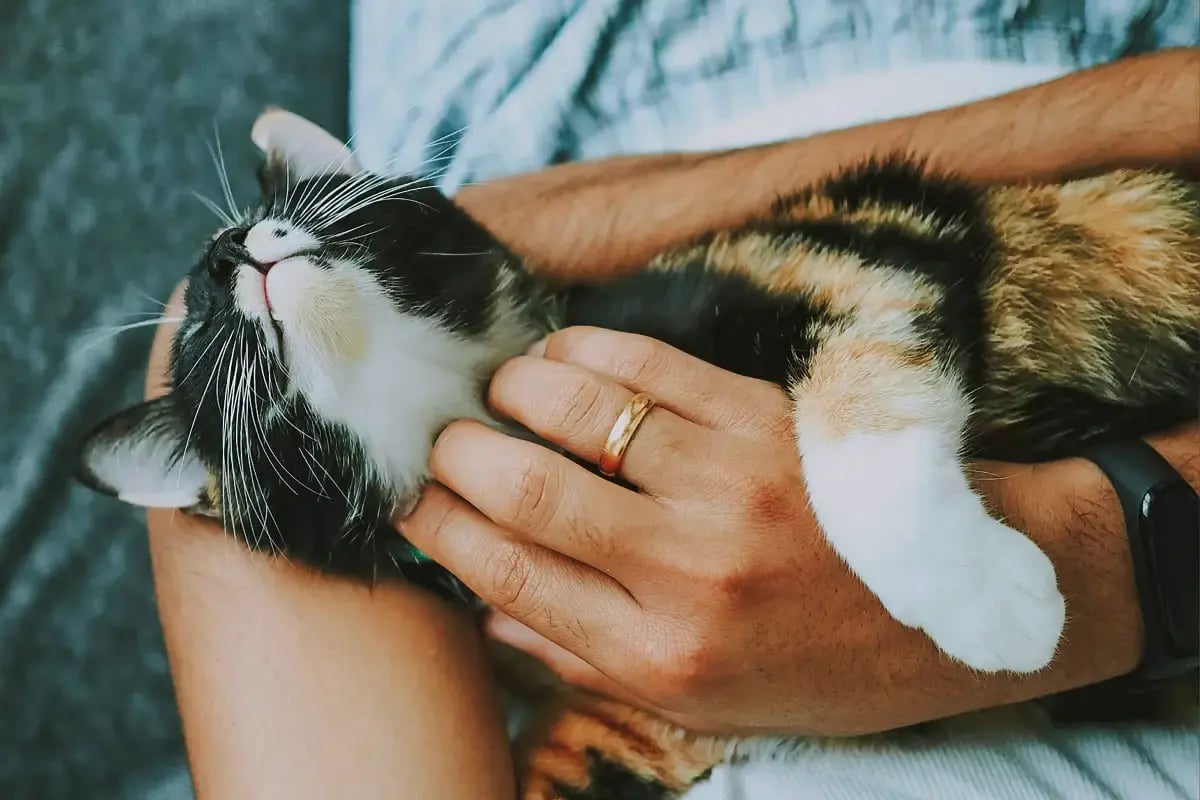 01-Cat-Owners-in-2024