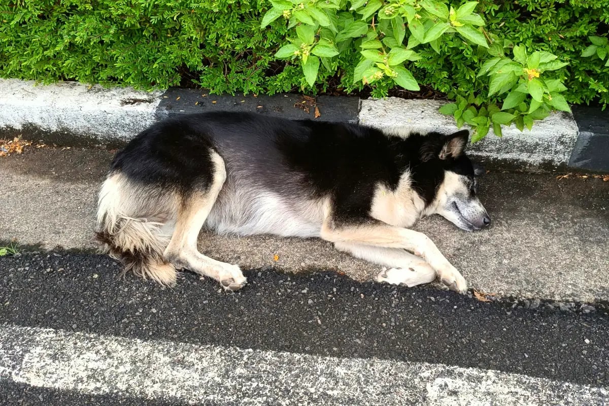 01-How-to-Treat-Heat-Stroke-in-Dogs-exhausted-dog