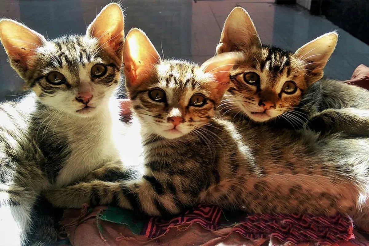 01-International-Cat-Day-3-Resized
