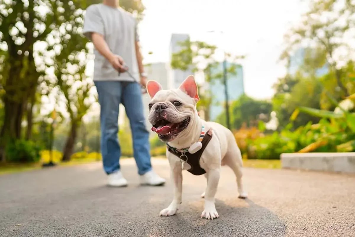 01-Pet-Watch-blog-1-Resized