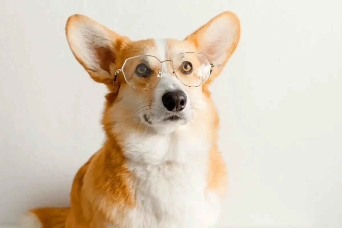 01-What-Do-Dogs-Think-When-You-Leave-Them-With-A-Sitter