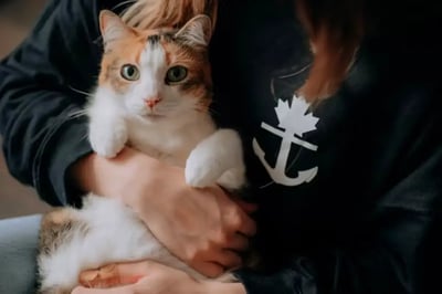 Cat Boarding Abu Dhabi: Find the Perfect Stay for Your Cat Friend