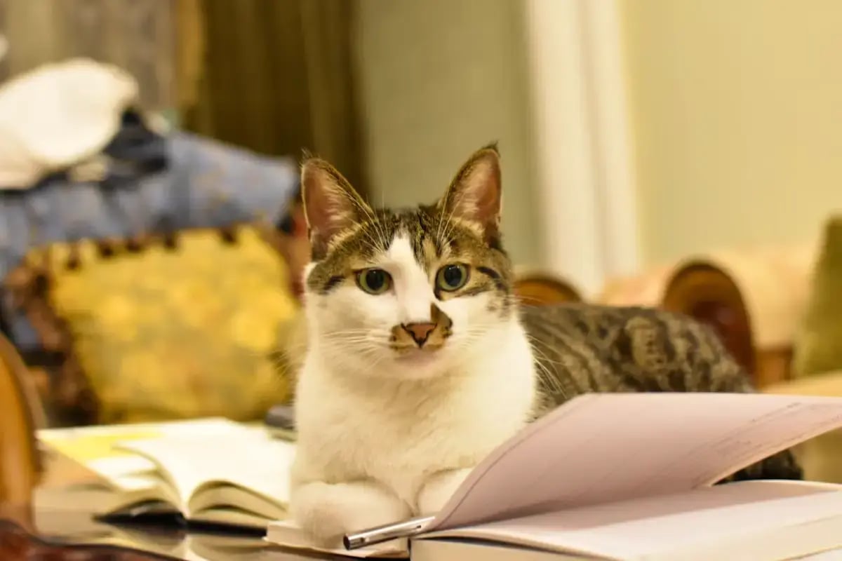 01-cat-sitter-checklist-cat-and-a-book