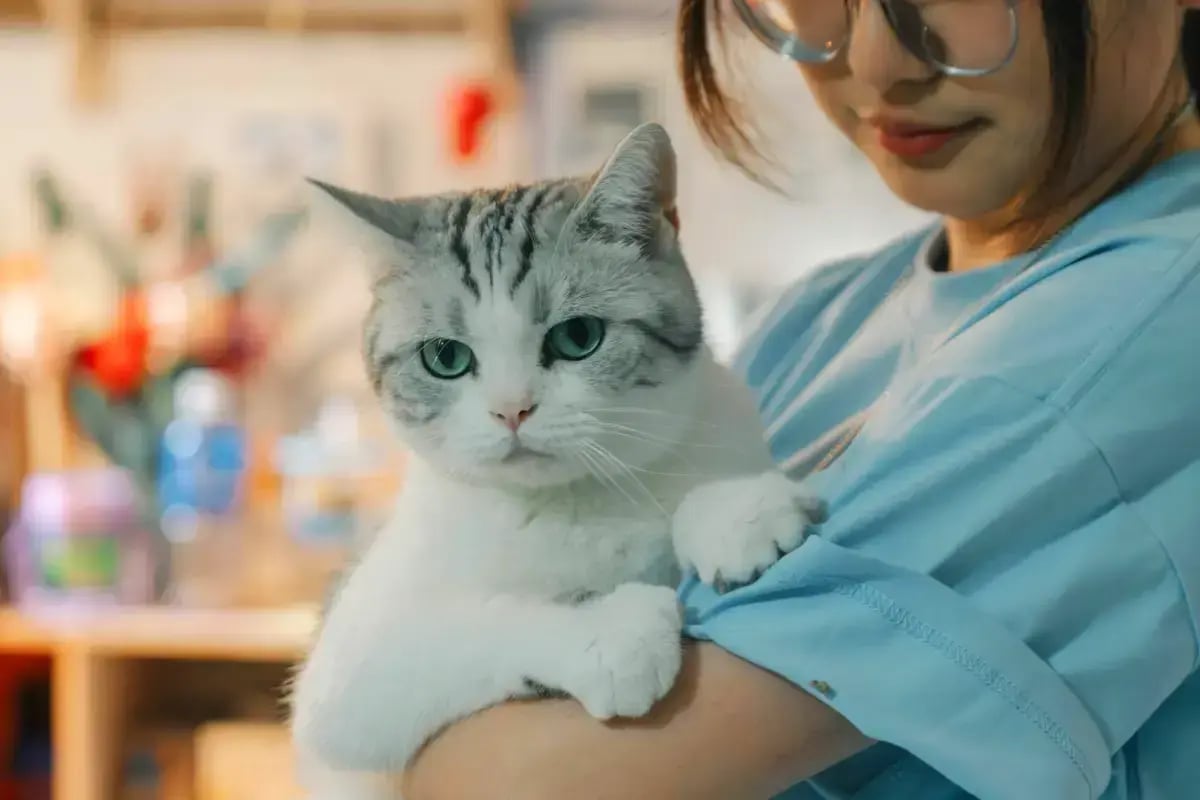 01-cat-sitting-dubai-with-pet-sitter