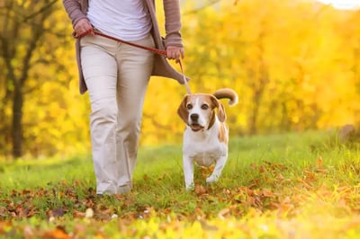 Dog Walking in Dubai: Keep Your Pup Happy and Healthy