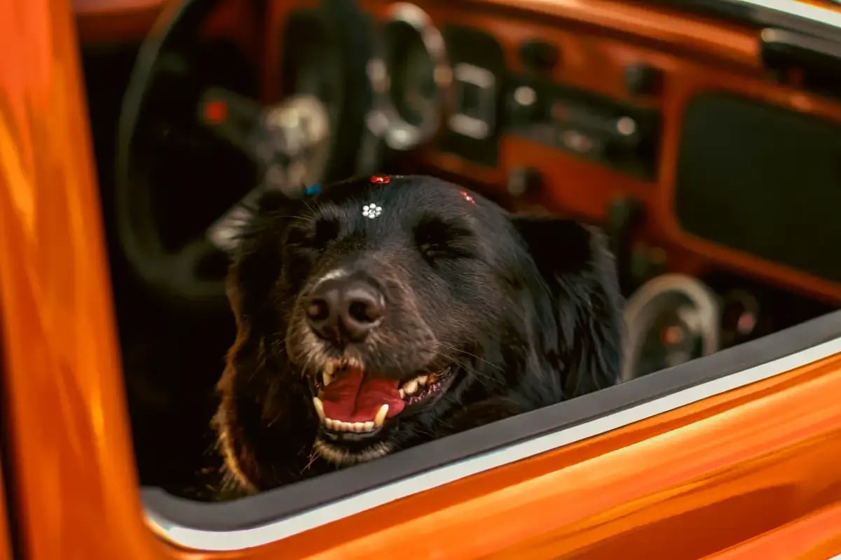 01-pet-taxi-services-dubai-dog-in-a-car