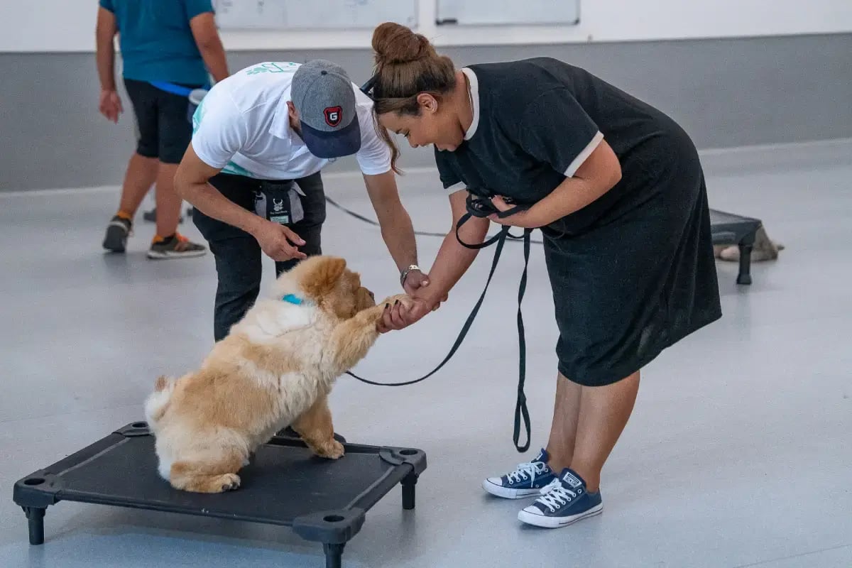 01-pet-watch-live-certification-training