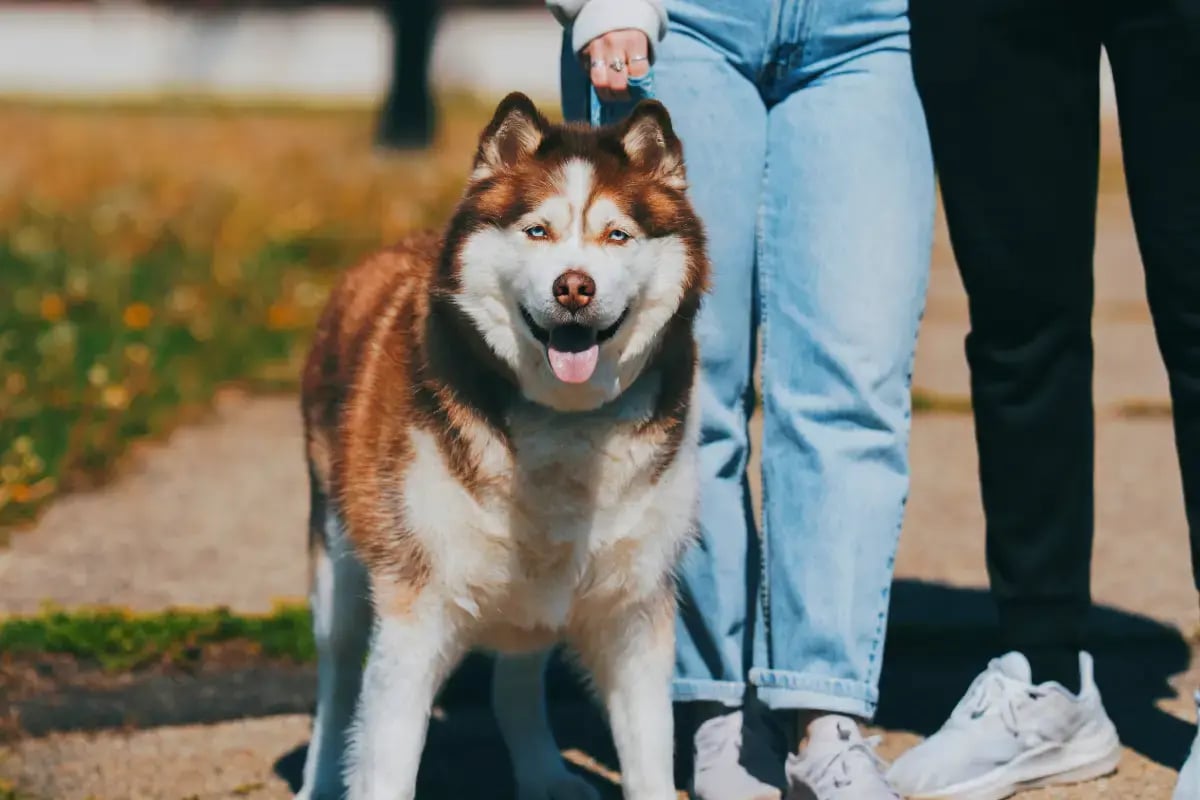 01-where-to-leave-your-pet