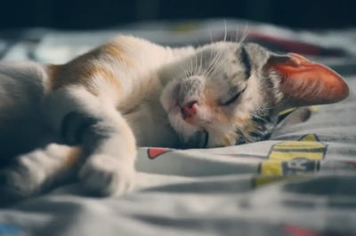 Why Is My Cat Shaking in Sleep? Understanding Normal vs. Concerning Behavior