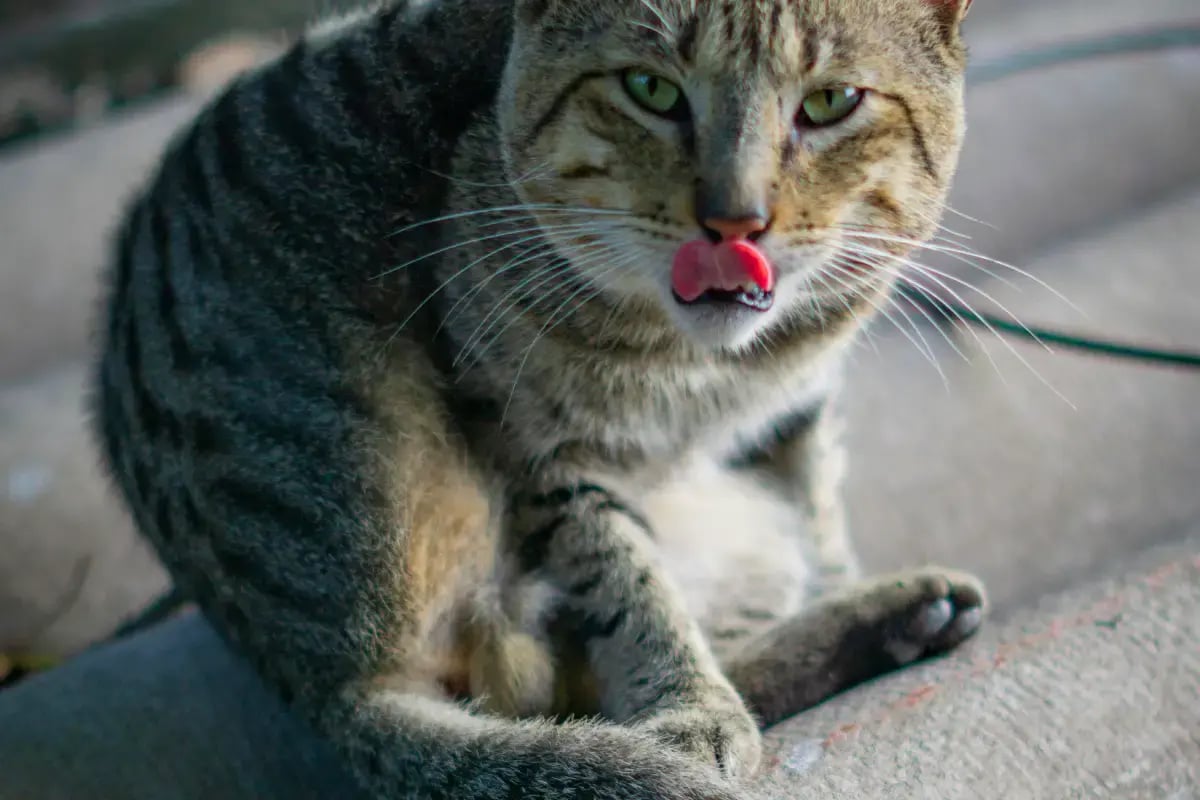 02-Cat-Non-Verbal-Communication-cat-purring