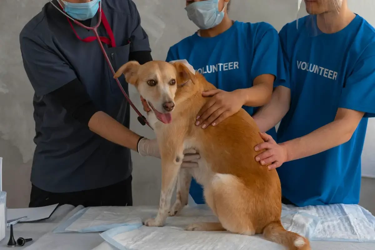 02-How-to-Treat-Heat-Stroke-in-Dogs-dog-and-doctors