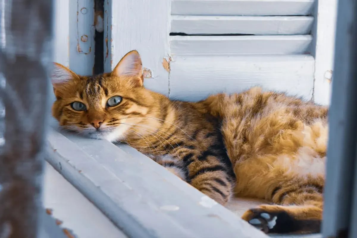 02-International-Cat-Day-2-Resized