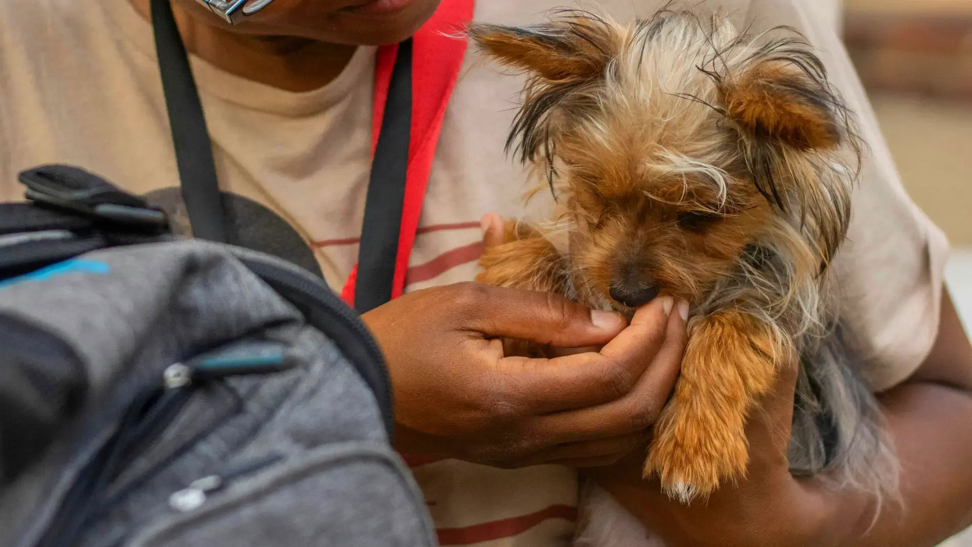 02-are-dogs-allowed-in-malls-in-dubai-dog-and-owner