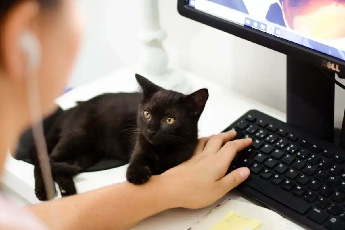 02-cat-sitter-checklist-writing