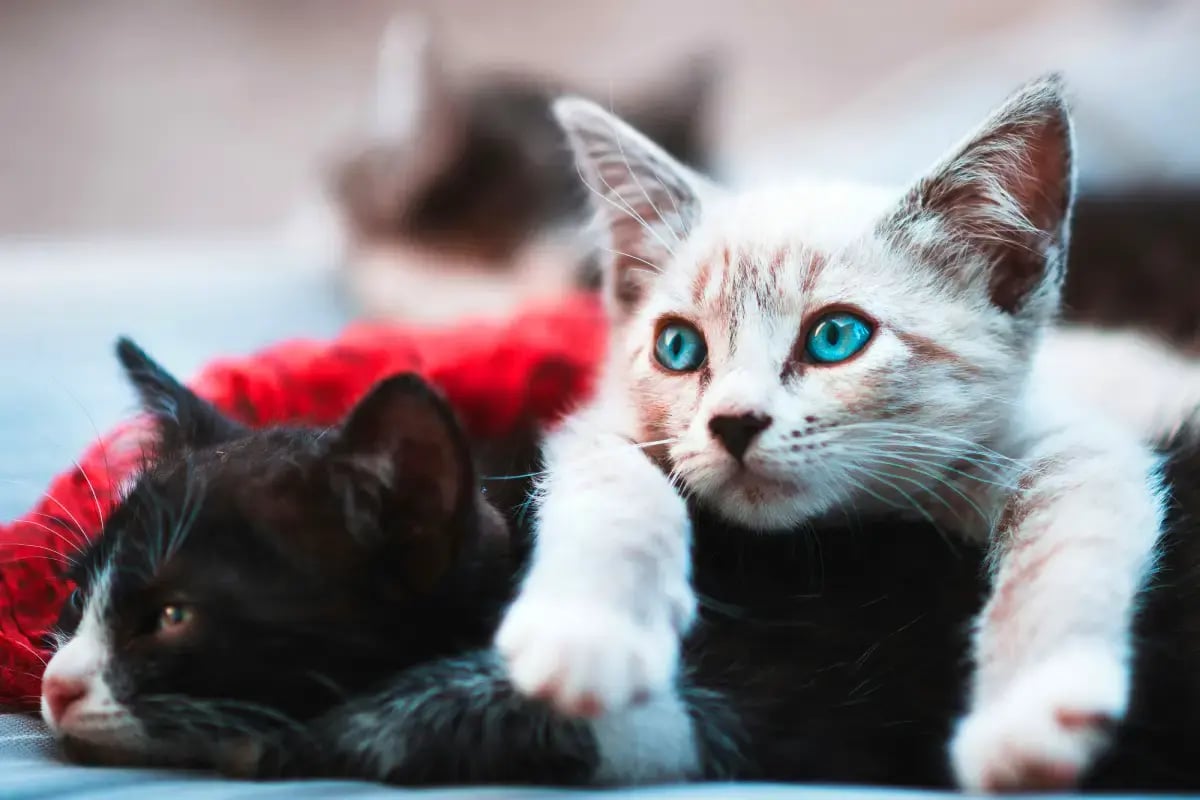 02-cat-sitting-in-uae