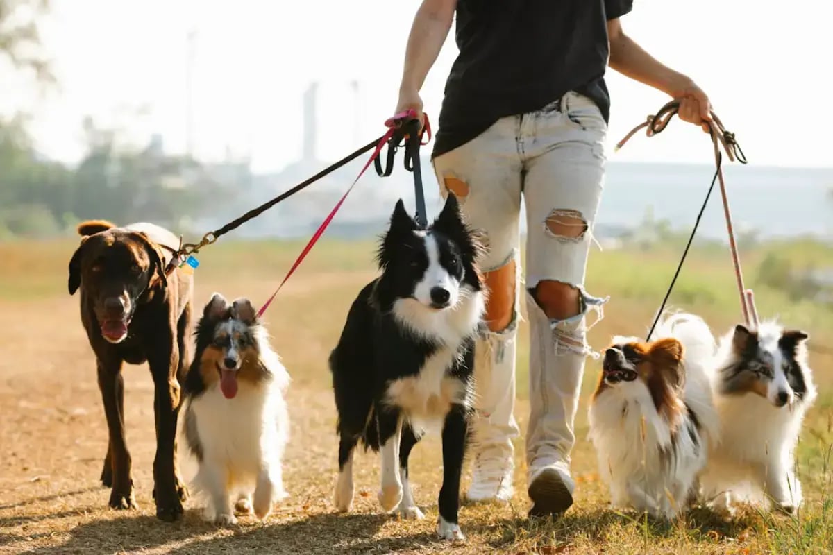 02-dog-walker-in-dubai-with-dogs
