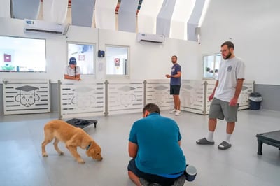Top Pet Sitting Companies in Dubai