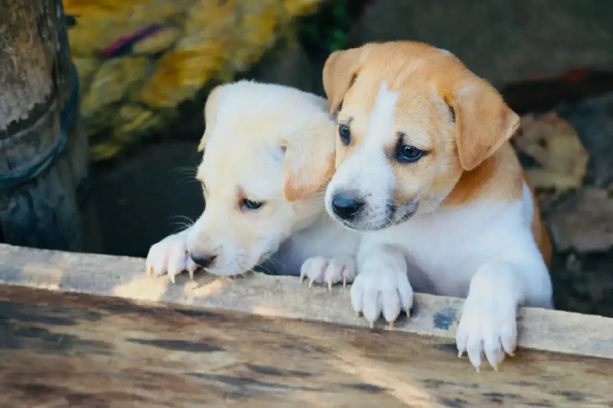 02-top-dog-names-in-uae