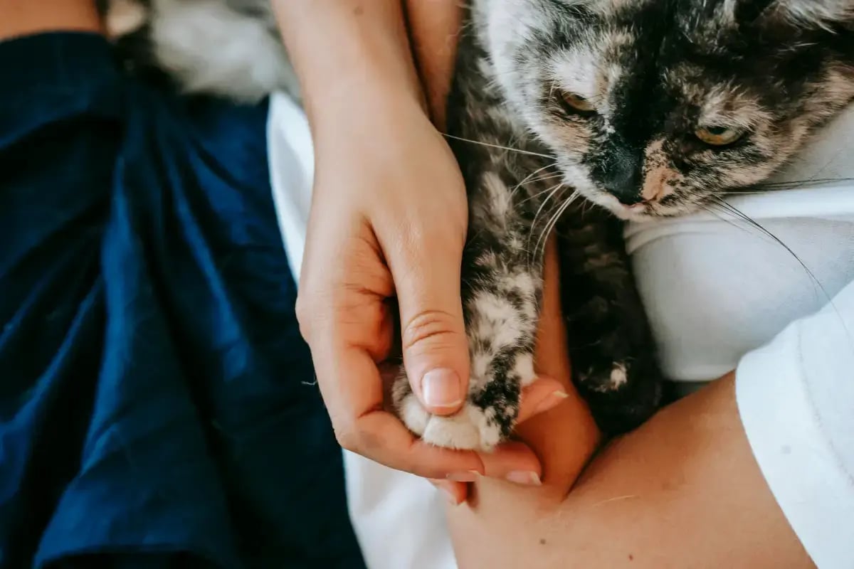 02-why-is-my-cat-shaking-in-sleep-with-owner