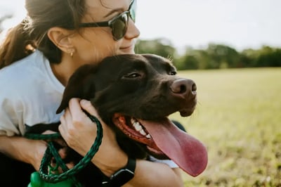How to Treat Heat Stroke in Dogs: An Essential Emergency Guide