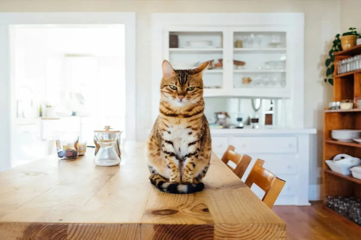 03-International-Cat-Day-1-Resized