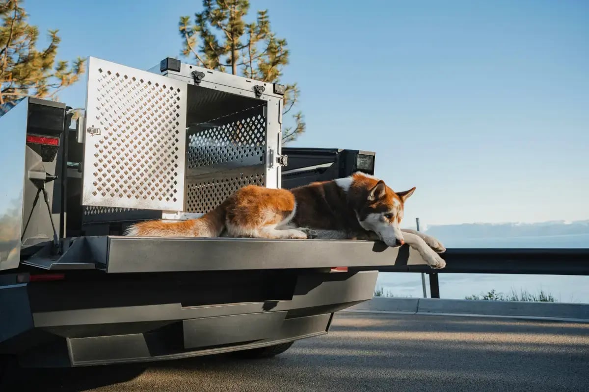 03-Pet-Ownership-in-the-UAE-pet-transport