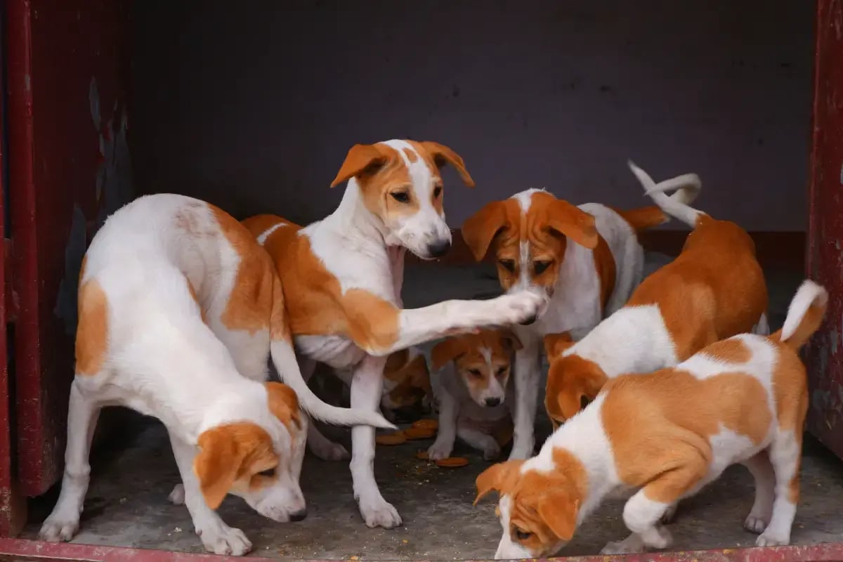 03-Pet-Sitter-vs-Pet-Kennel-dogs-in-kennel