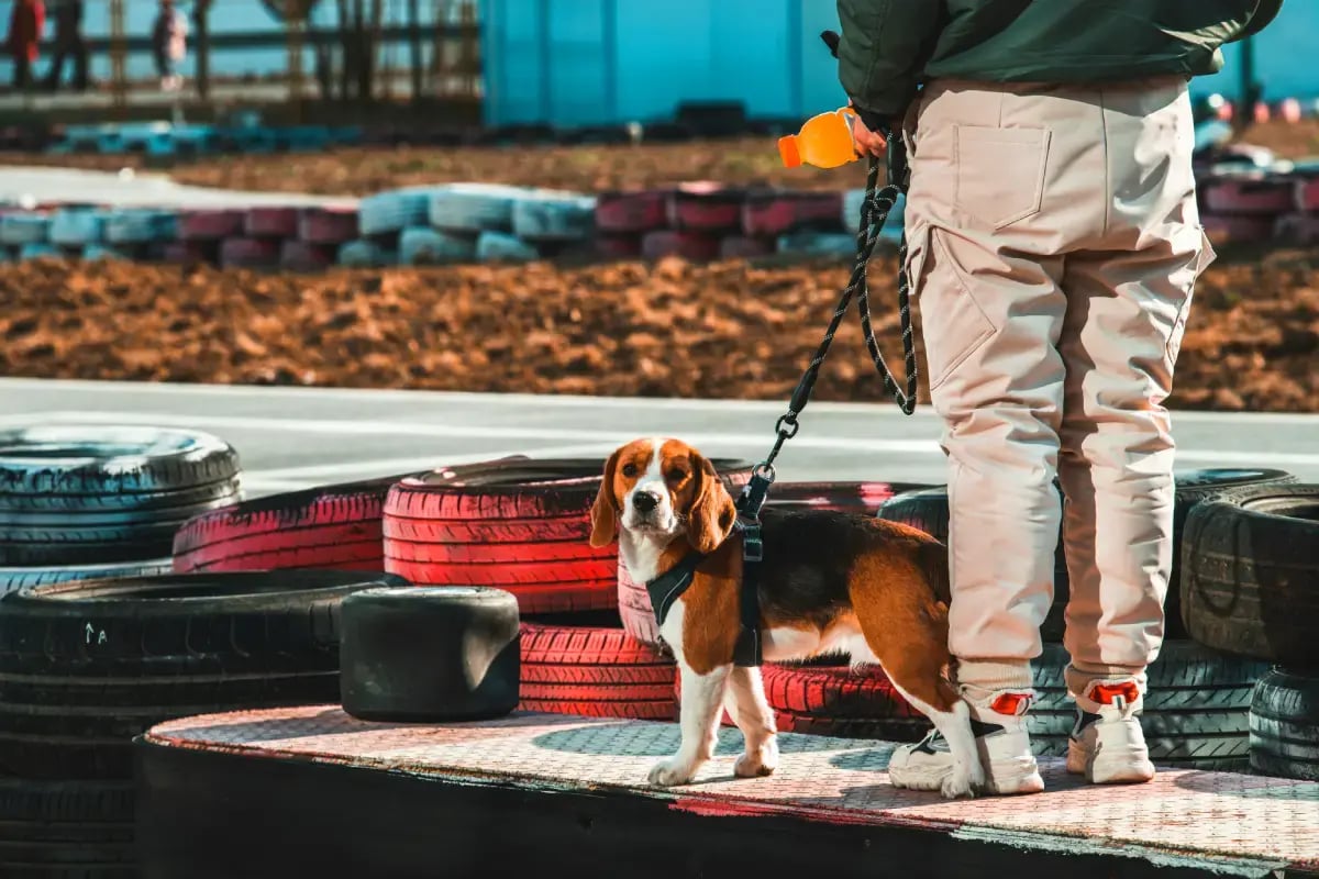 03-Pet-Sitting-vs-Pet-Boarding-dog-boarding