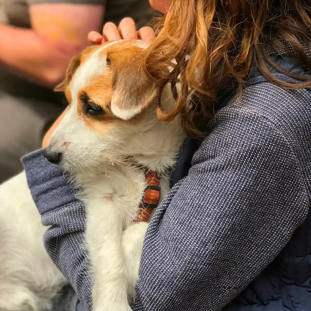 03-Professional_Pet_Sitting_Through_PetWatch_cropped