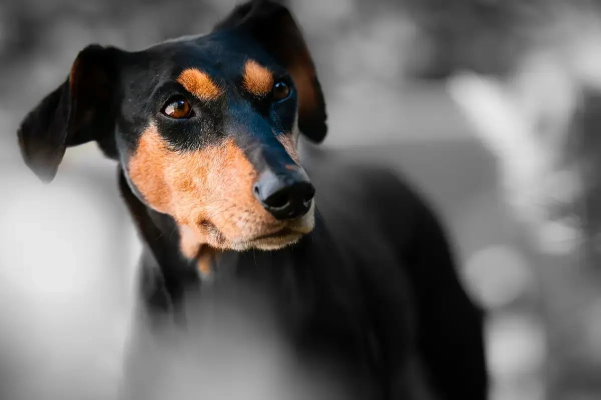 03-What-Do-Dogs-Think