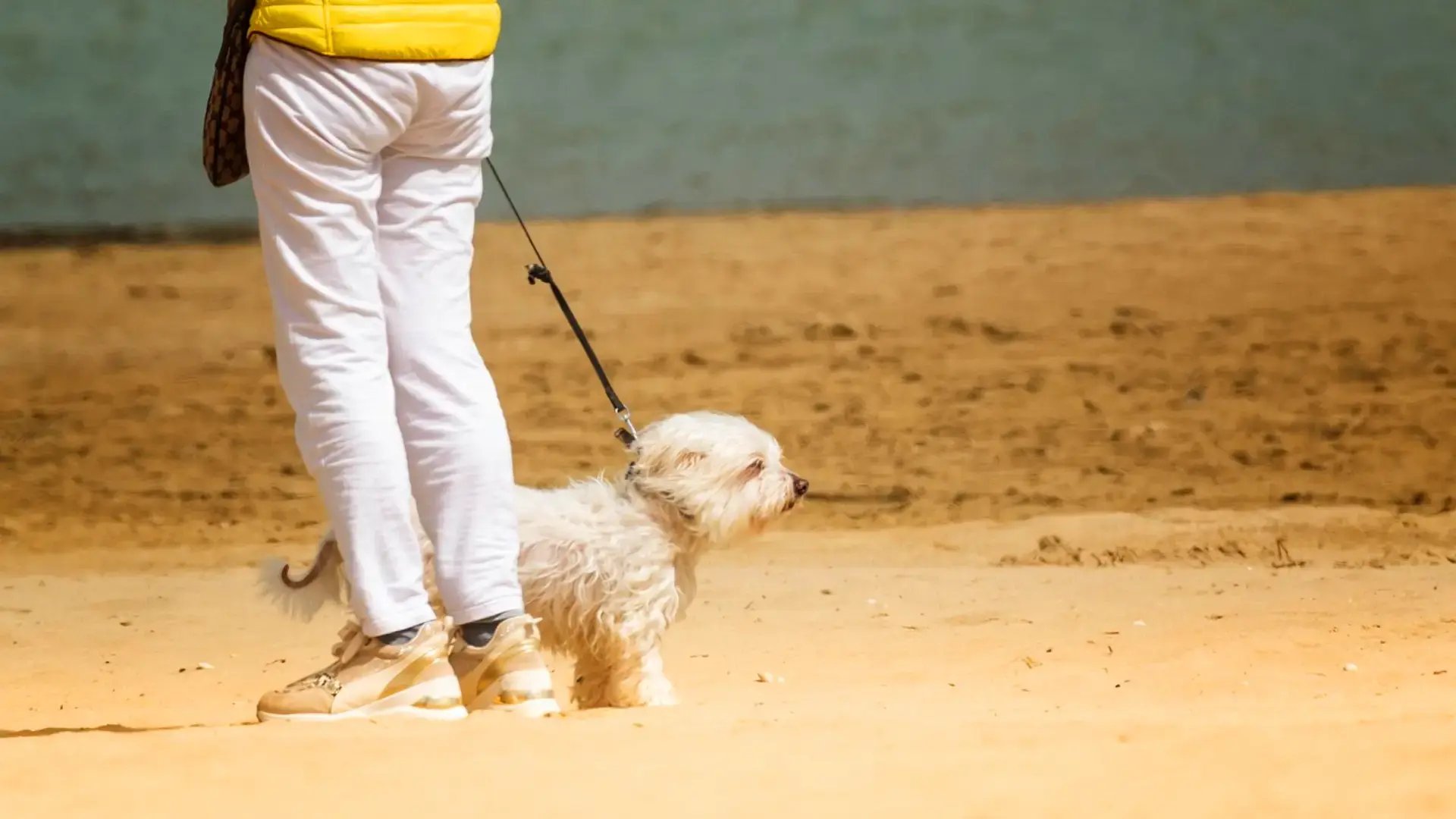 03-are-dogs-allowed-in-malls-in-dubai-on-a-beach