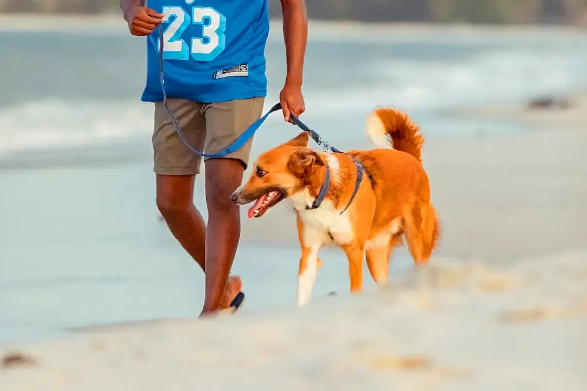 03-dog-walking-in-dubai-walking-on-a-beach