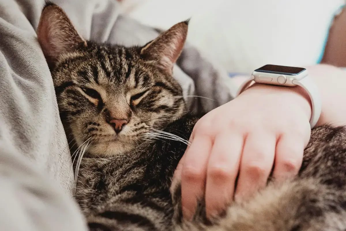 03-in-home-pet-sitting-UAE