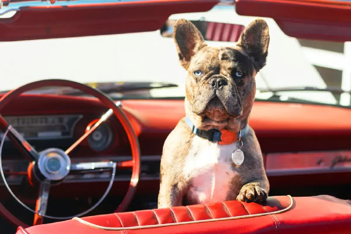 03-pet-taxi-services-dubai-dog-in-a-taxi
