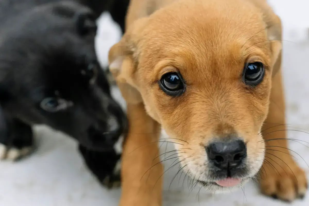 03-top-dog-names-in-uae-two-small-dogs
