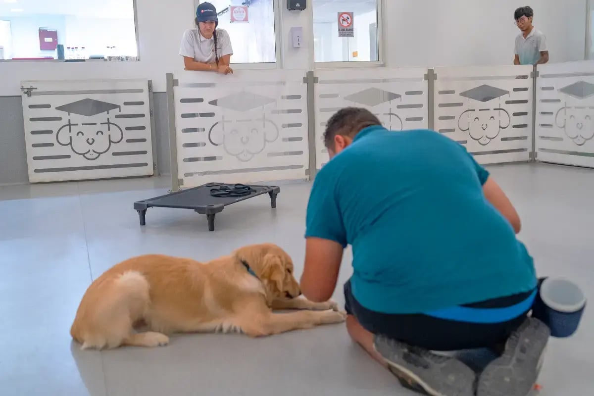 03-where-to-leave-your-pet-in-pet-watch