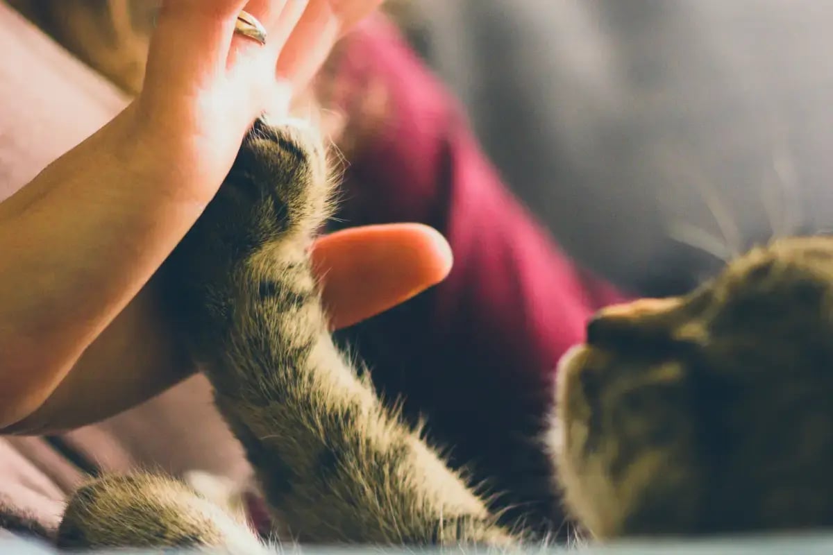 04-cat-and-owner-in-uae