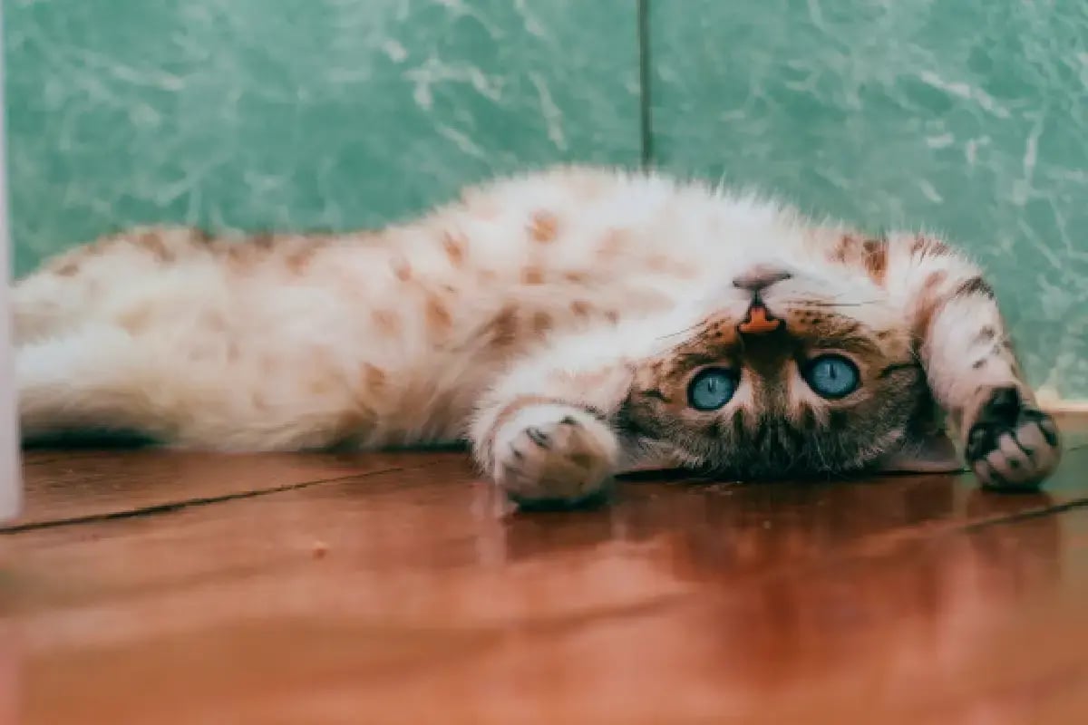 05-cat-in-home-in-uae