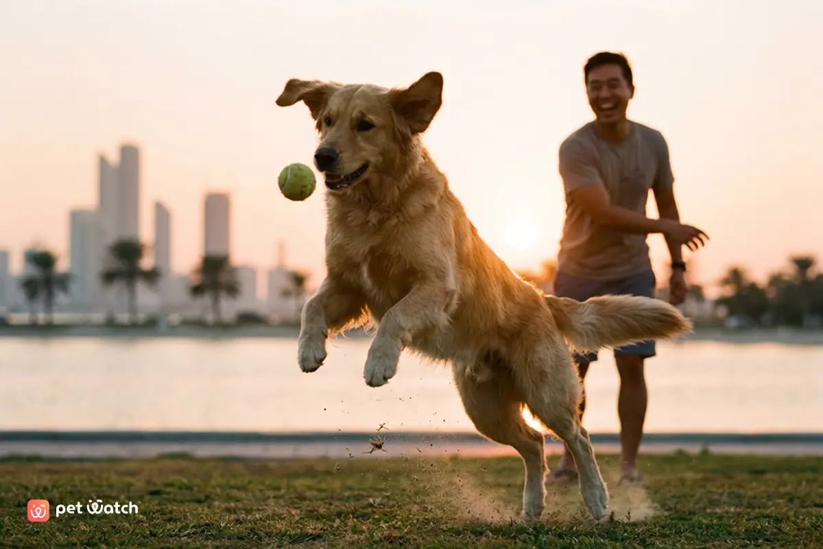 Dog Walking - 3