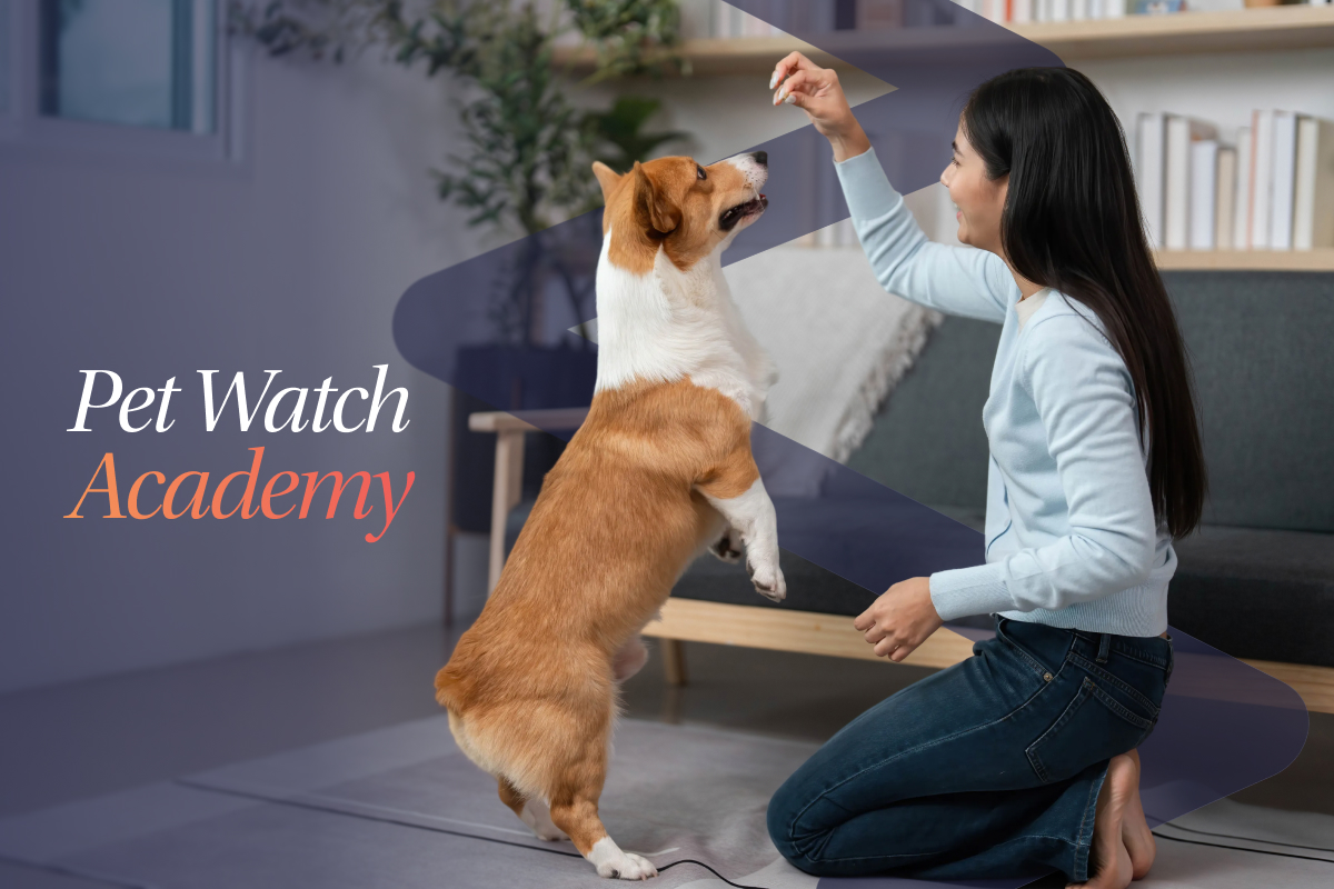 Pet Academy 3