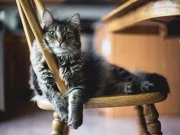 Paws Up for International Cat Day! Celebrating the Fabulous Feline Frenzy on August 8th!