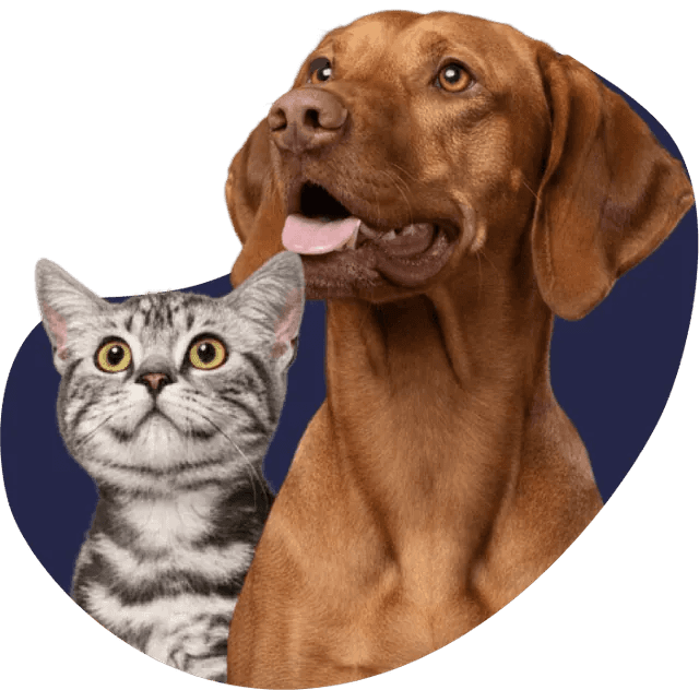 Happy dog and cat