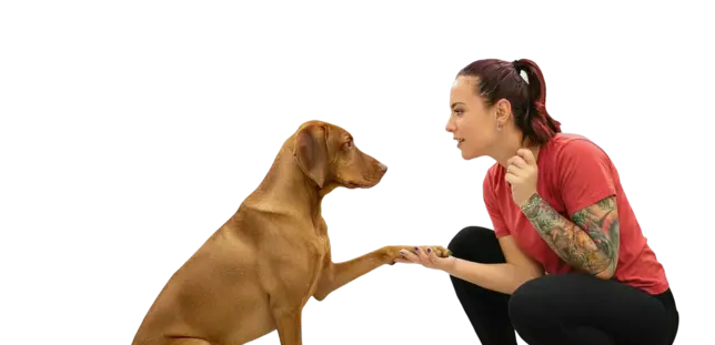 Pet sitter training with dog