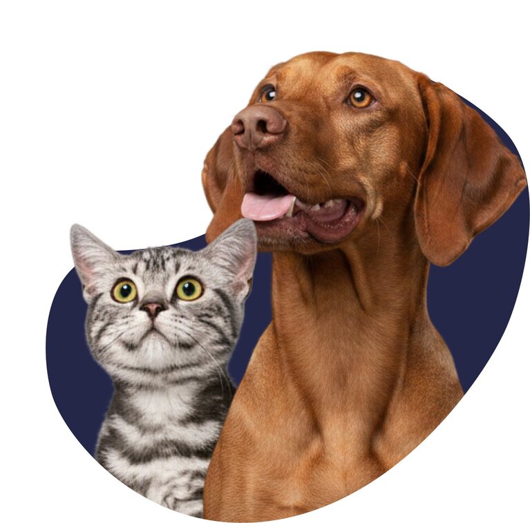 Happy dog and cat