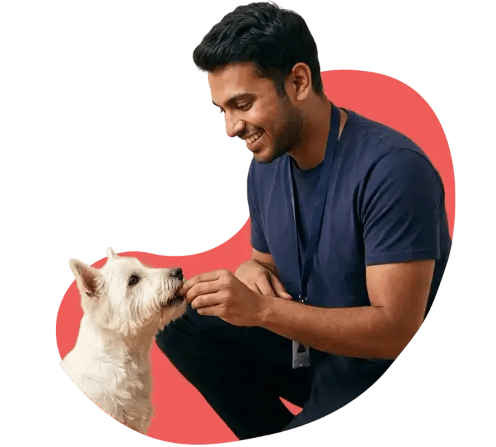 Pet sitter giving a treat to a white terrier