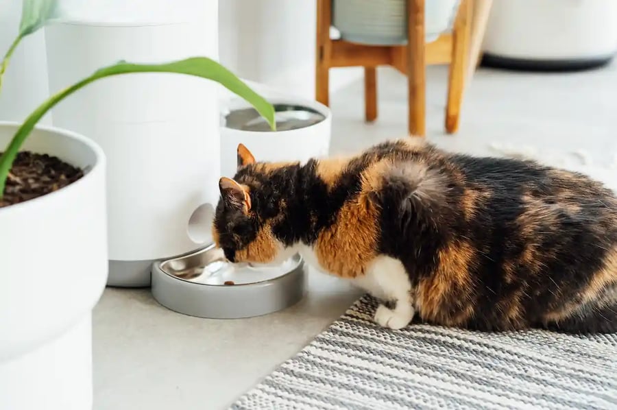 cat-feeder