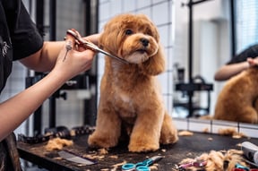 Basic Grooming