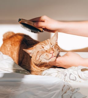 Basic Grooming